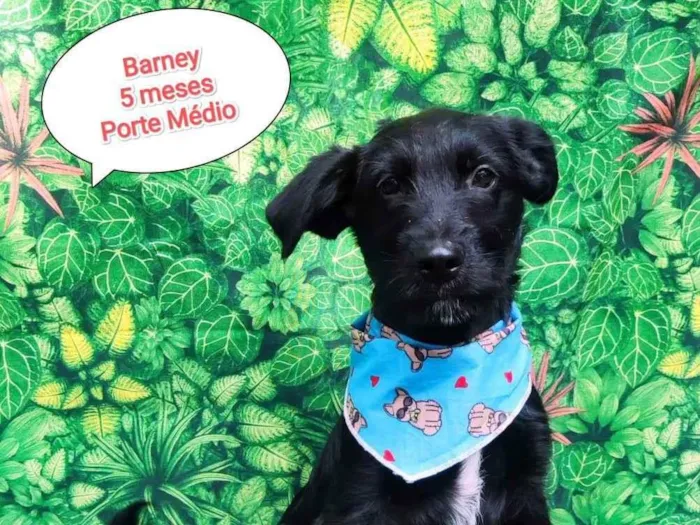 Cachorro ra a SRD-ViraLata idade 2 a 6 meses nome Bartho