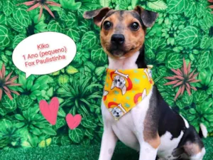 Cachorro raça Fox paulistinha  idade 1 ano nome Kiko
