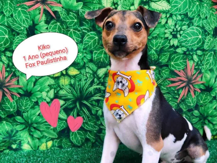 Cachorro ra a Fox paulistinha  idade 1 ano nome Kiko
