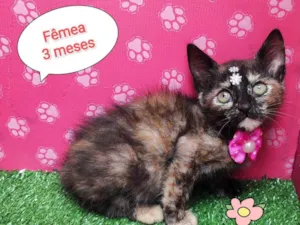Gato raça SRD-ViraLata idade 2 a 6 meses nome Tamara 