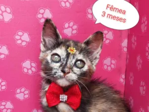 Gato raça SRD-ViraLata idade 2 a 6 meses nome Lara