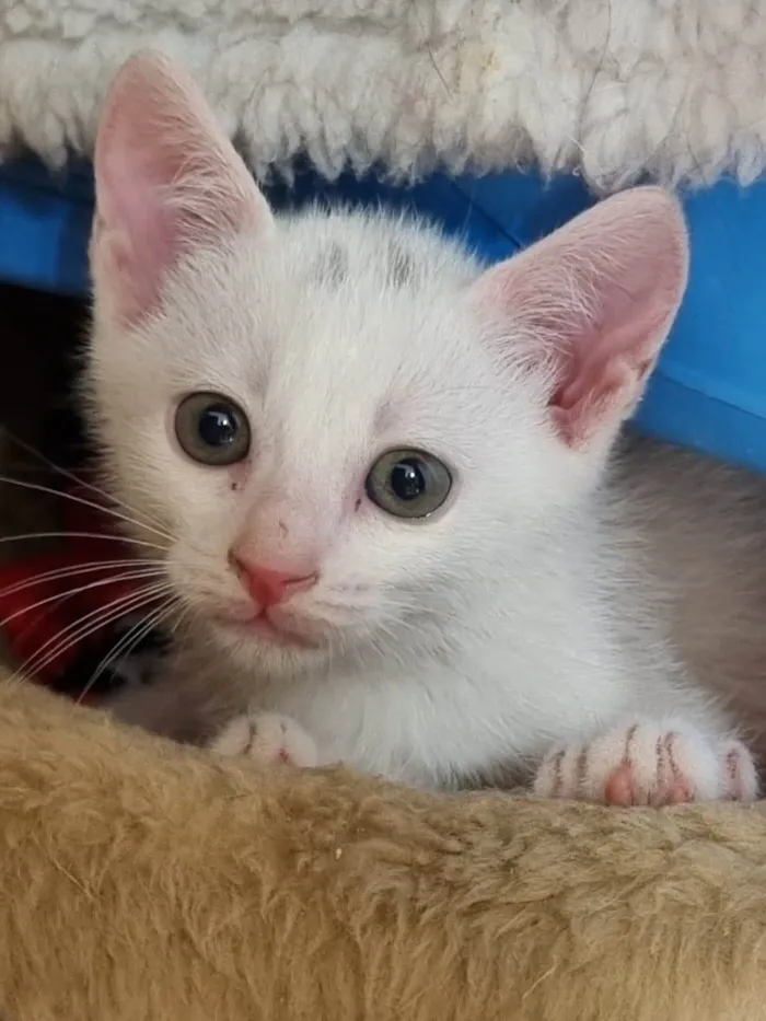 Gato ra a SRD-ViraLata idade 2 a 6 meses nome Filhotes 