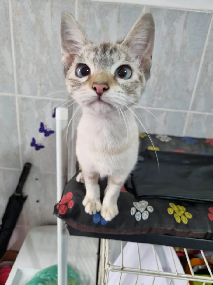 Gato ra a SRD-ViraLata idade 2 a 6 meses nome Filhotes 