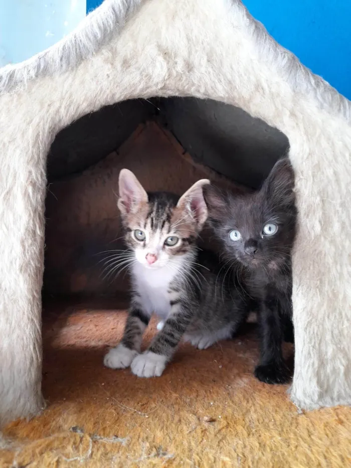 Gato ra a SRD-ViraLata idade 2 a 6 meses nome Filhotes 