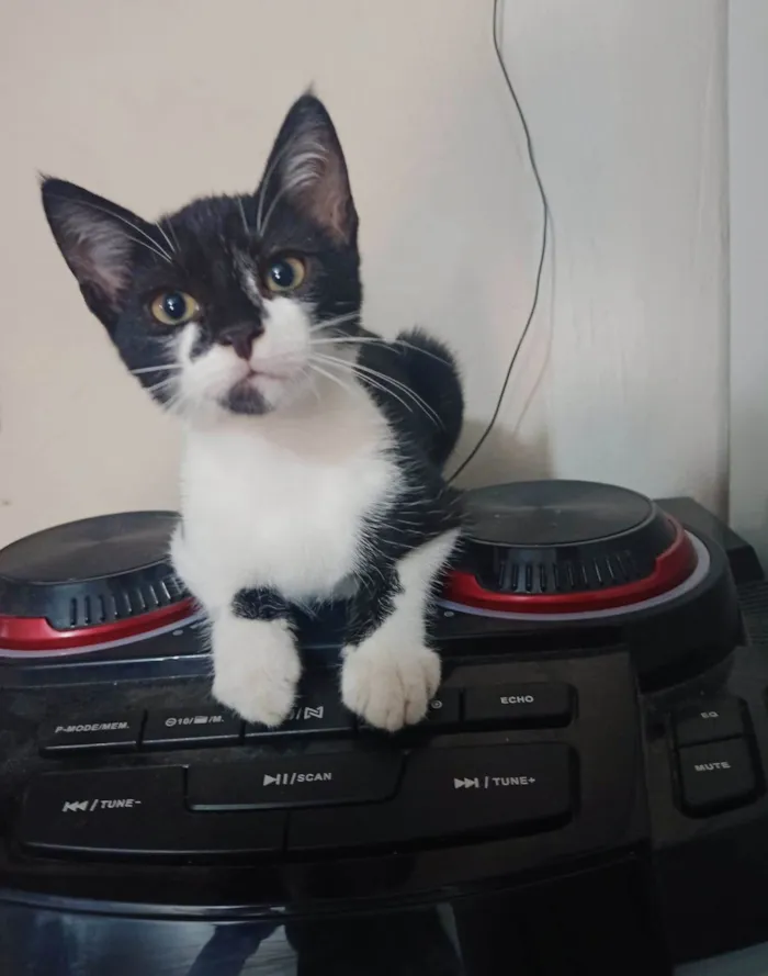 Gato ra a SRD-ViraLata idade 2 a 6 meses nome Filhotes 