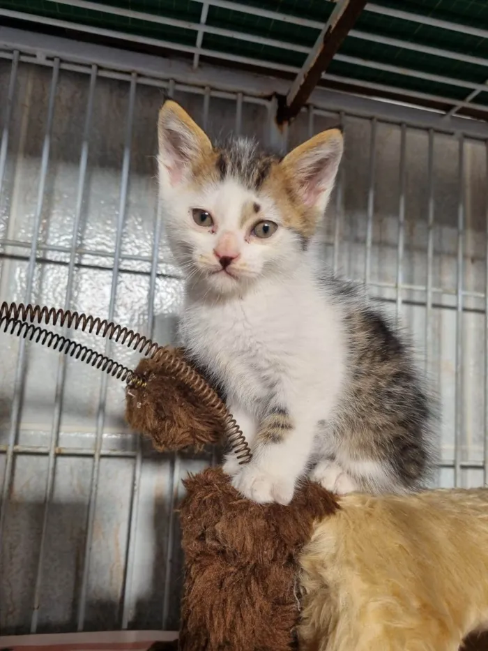 Gato ra a SRD-ViraLata idade 2 a 6 meses nome Filhotes 