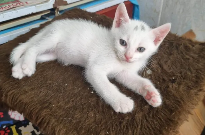 Gato ra a SRD-ViraLata idade 2 a 6 meses nome Filhotes 