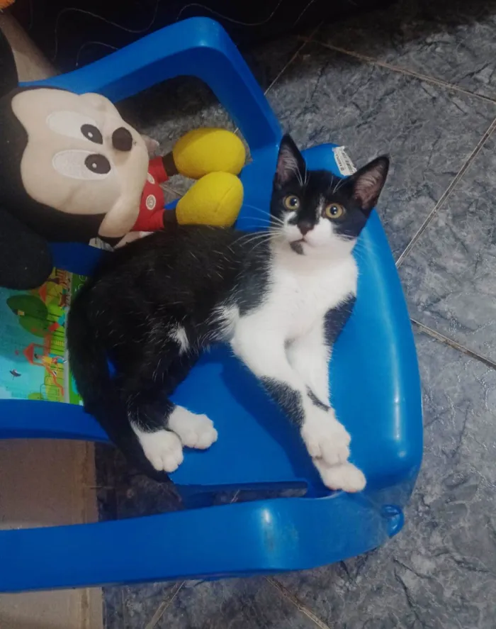 Gato ra a SRD-ViraLata idade 2 a 6 meses nome Filhotes 