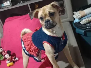 Cachorro raça SRD-ViraLata idade 7 a 11 meses nome Meg