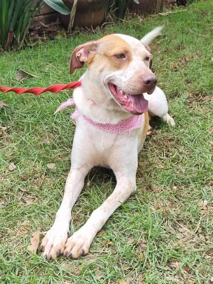 Cachorro ra a SRD-ViraLata idade 2 anos nome Mel
