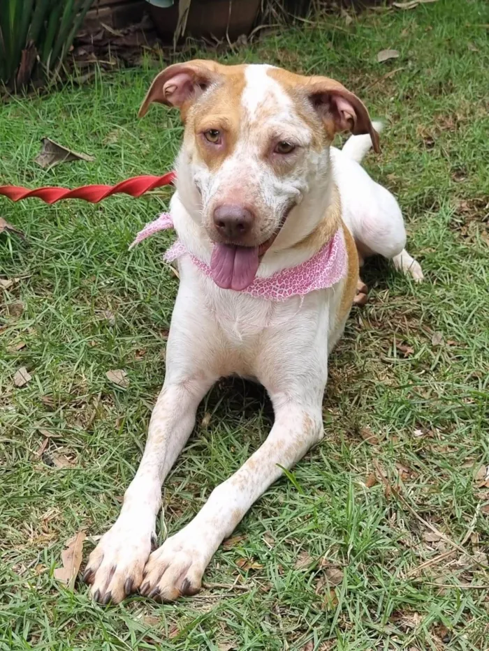 Cachorro ra a SRD-ViraLata idade 2 anos nome Mel