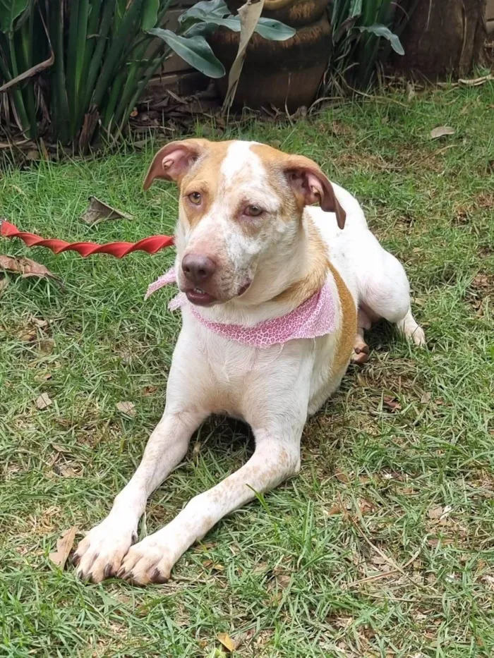 Cachorro ra a SRD-ViraLata idade 2 anos nome Mel