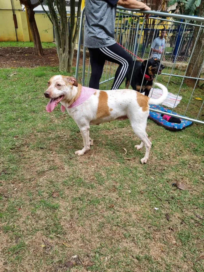 Cachorro ra a SRD-ViraLata idade 2 anos nome Mel