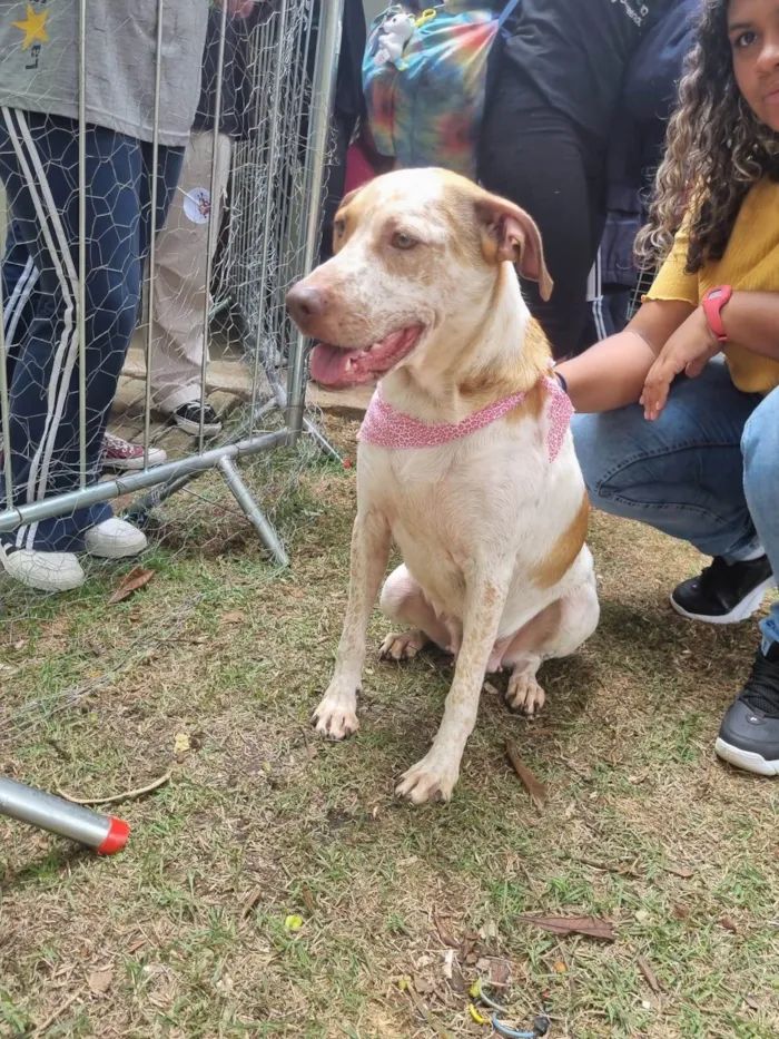 Cachorro ra a SRD-ViraLata idade 2 anos nome Mel