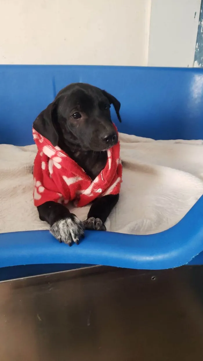 Cachorro ra a SRD-ViraLata idade 2 a 6 meses nome Romulo 
