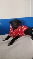Romulo 