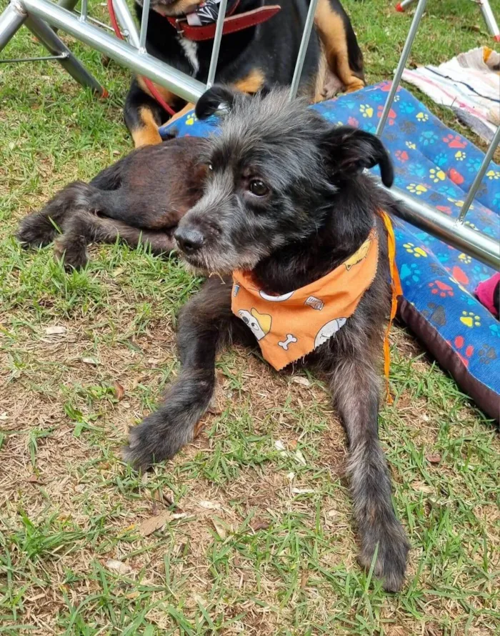 Cachorro ra a SRD-ViraLata idade 1 ano nome Billy 