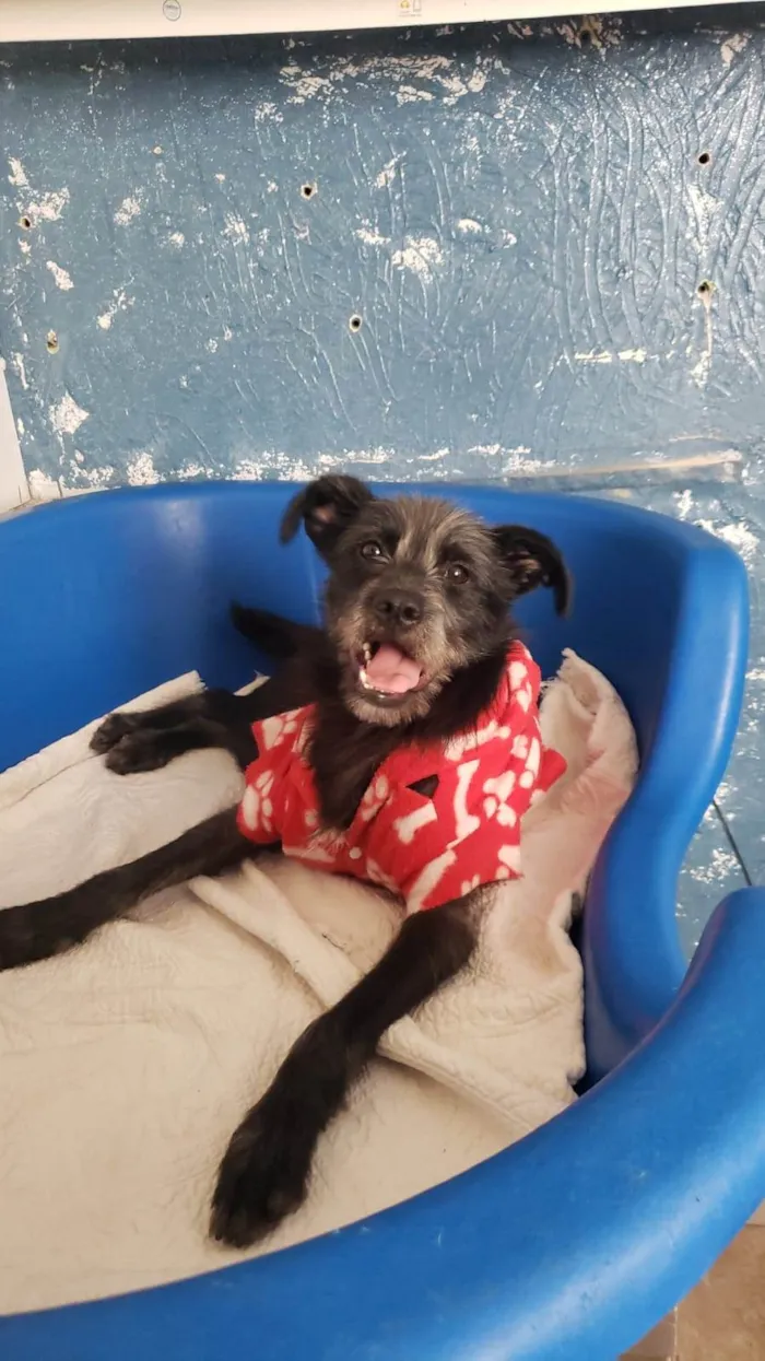 Cachorro ra a SRD-ViraLata idade 1 ano nome Billy 