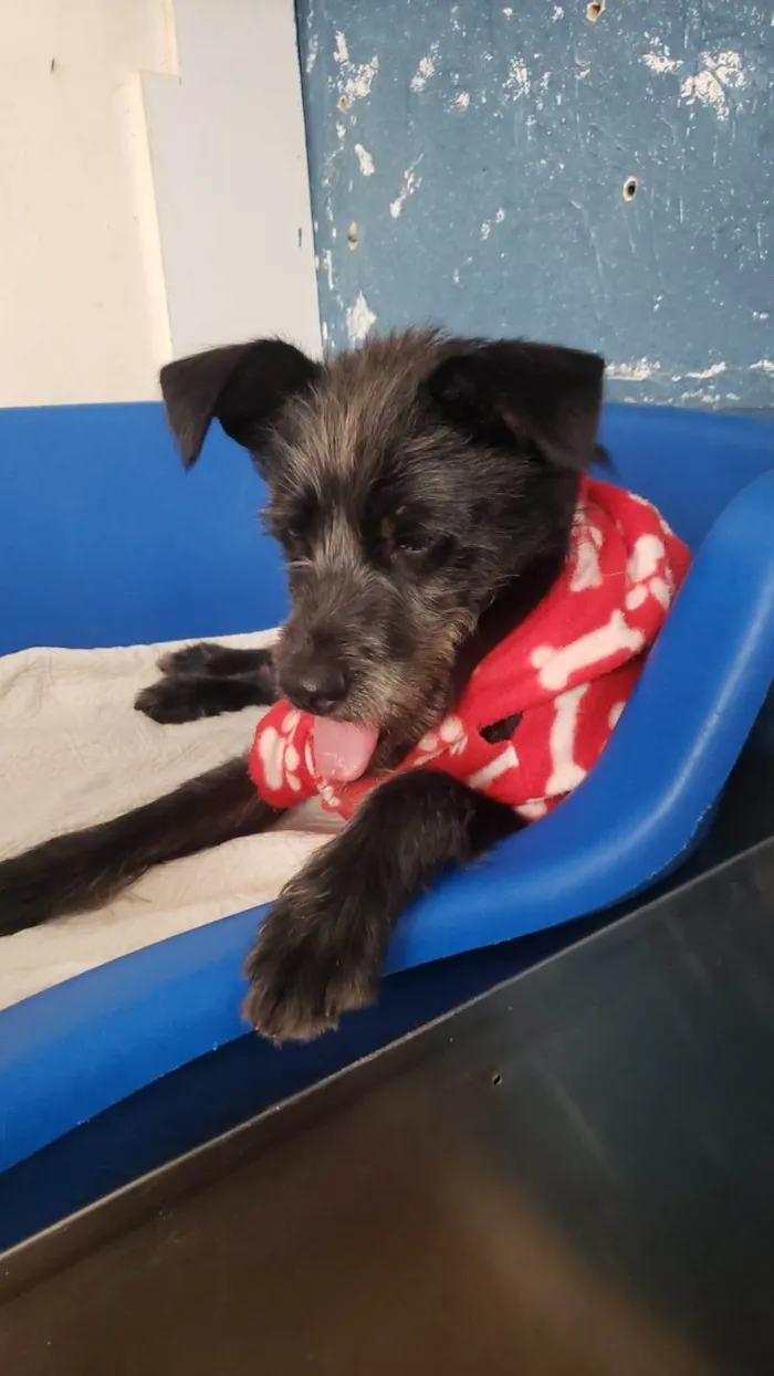 Cachorro ra a SRD-ViraLata idade 1 ano nome Billy 