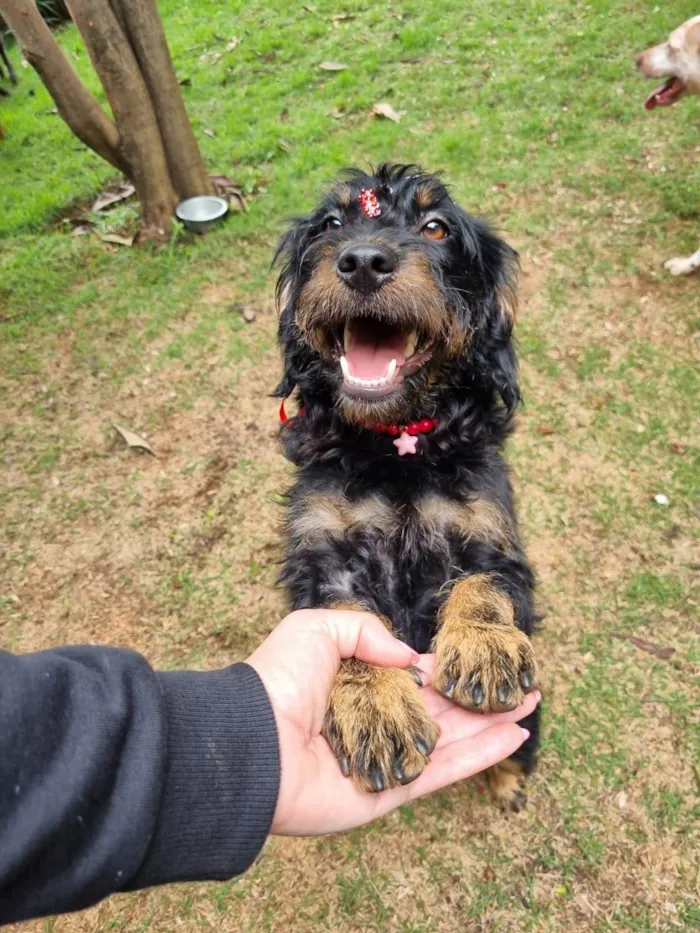 Cachorro ra a SRD-ViraLata idade 1 ano nome Belinha