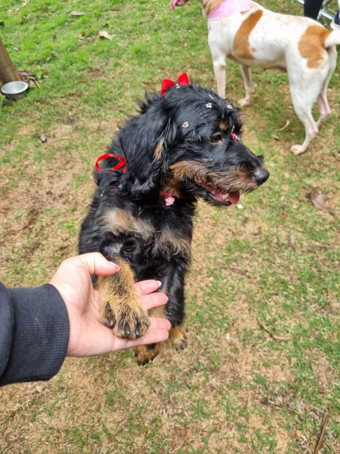 Cachorro ra a SRD-ViraLata idade 1 ano nome Belinha