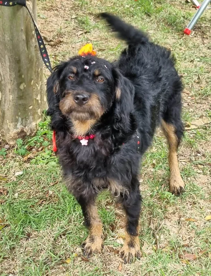 Cachorro ra a SRD-ViraLata idade 1 ano nome Belinha
