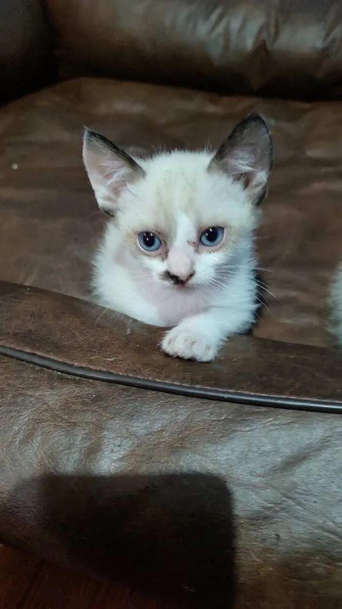 Gato ra a SRD-ViraLata idade Abaixo de 2 meses nome Filhotes 