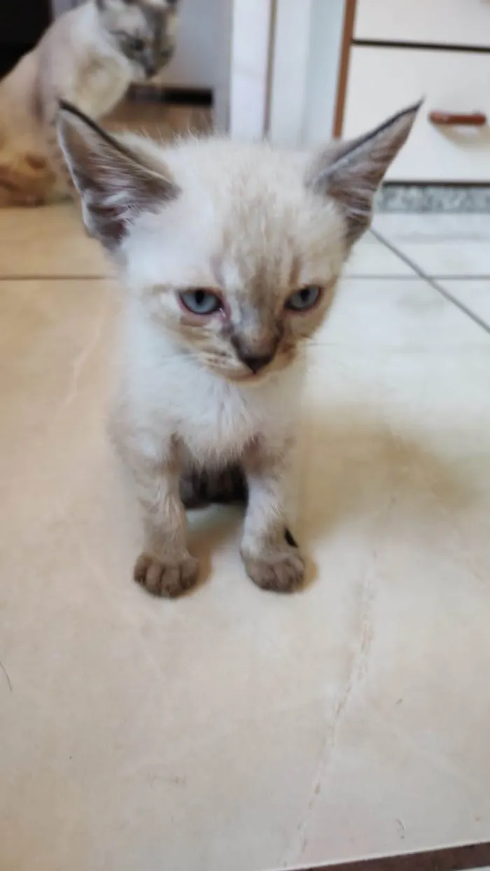 Gato ra a SRD-ViraLata idade Abaixo de 2 meses nome Filhotes 