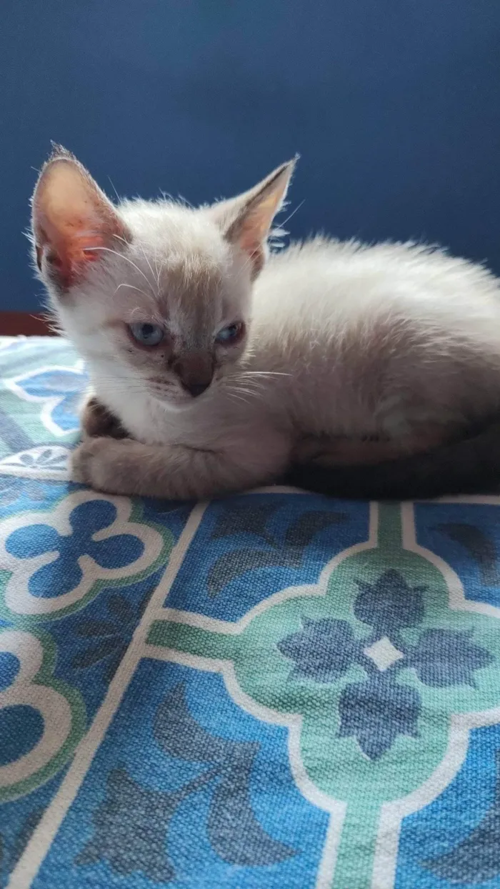 Gato ra a SRD-ViraLata idade Abaixo de 2 meses nome Filhotes 