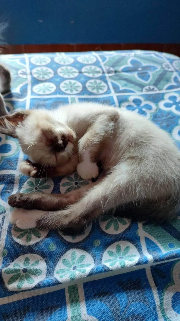Gato ra a SRD-ViraLata idade Abaixo de 2 meses nome Filhotes 