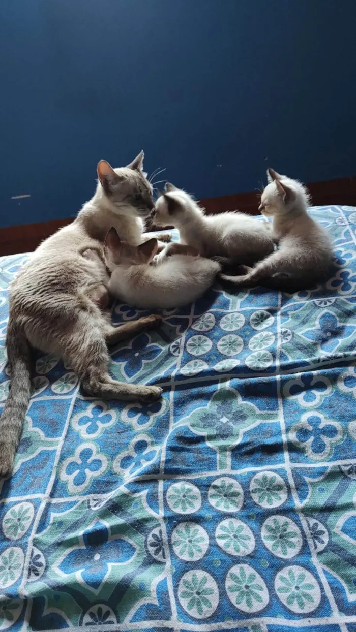 Gato ra a SRD-ViraLata idade Abaixo de 2 meses nome Filhotes 