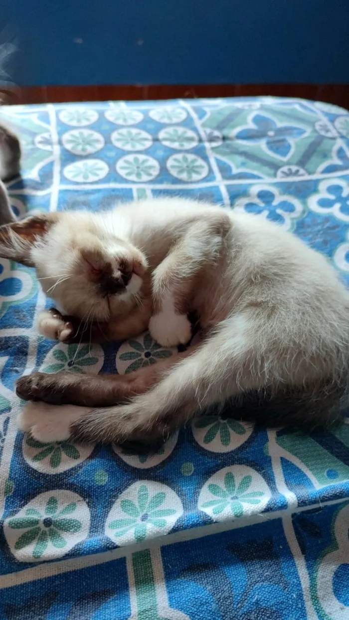 Gato ra a SRD-ViraLata idade Abaixo de 2 meses nome Filhotes 