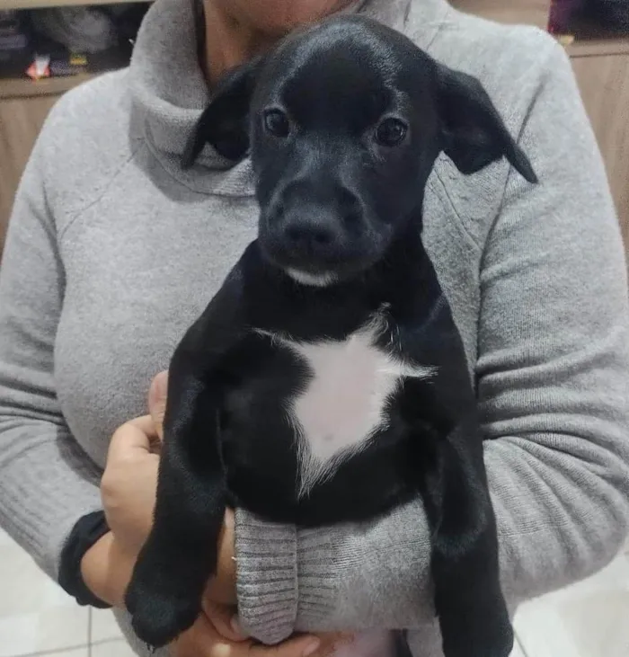 Cachorro ra a SRD-ViraLata idade 2 a 6 meses nome Pretinha