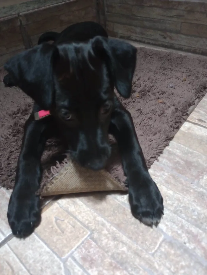 Cachorro ra a SRD-ViraLata idade 2 a 6 meses nome Pretinha