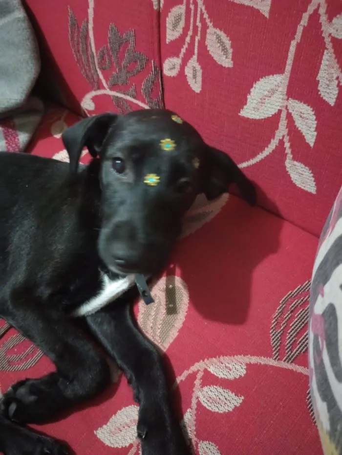 Cachorro ra a SRD-ViraLata idade 2 a 6 meses nome Pretinha