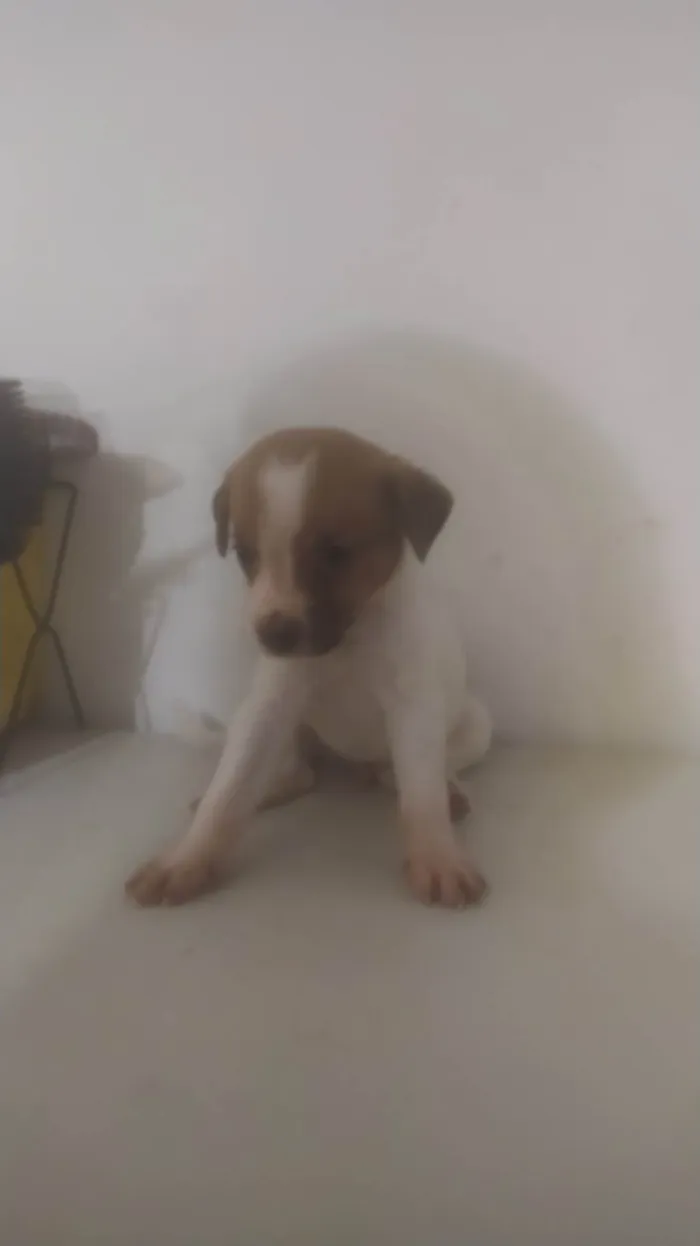 Cachorro ra a SRD-ViraLata idade 2 a 6 meses nome Pretinha