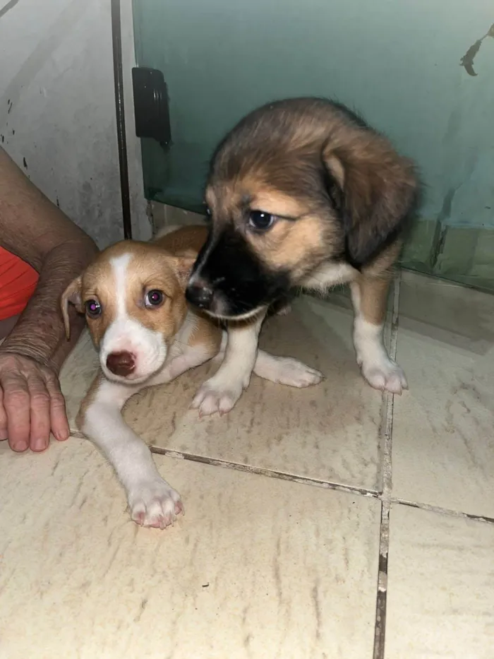 Cachorro ra a Vira lata  idade Abaixo de 2 meses nome Sem nome ainda 