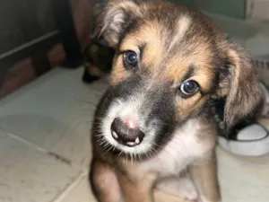 Cachorro raça Vira lata  idade Abaixo de 2 meses nome Sem nome ainda 