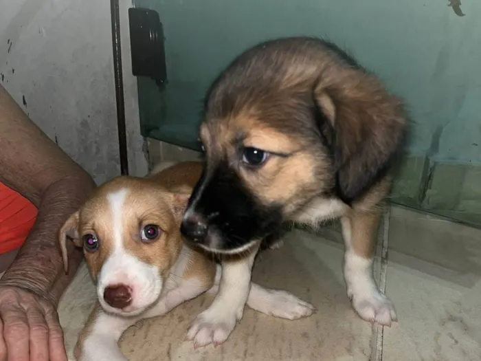 Cachorro ra a Vira lata  idade Abaixo de 2 meses nome Sem nome ainda 