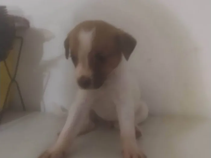 Cachorro ra a ND idade Abaixo de 2 meses nome BEBÊ 8