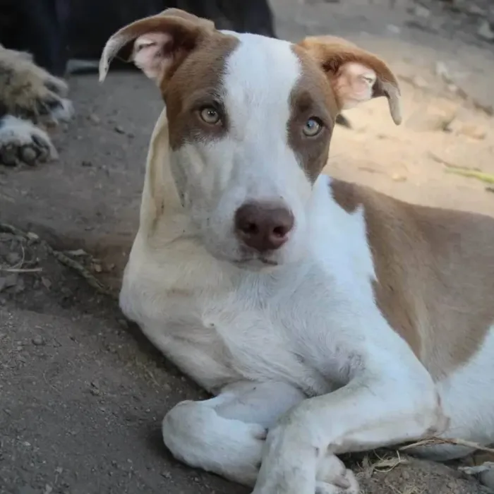 Cachorro ra a Mix pitbull  idade 7 a 11 meses nome Thor