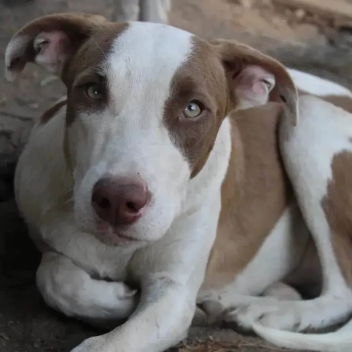 Cachorro ra a Mix pitbull  idade 7 a 11 meses nome Thor