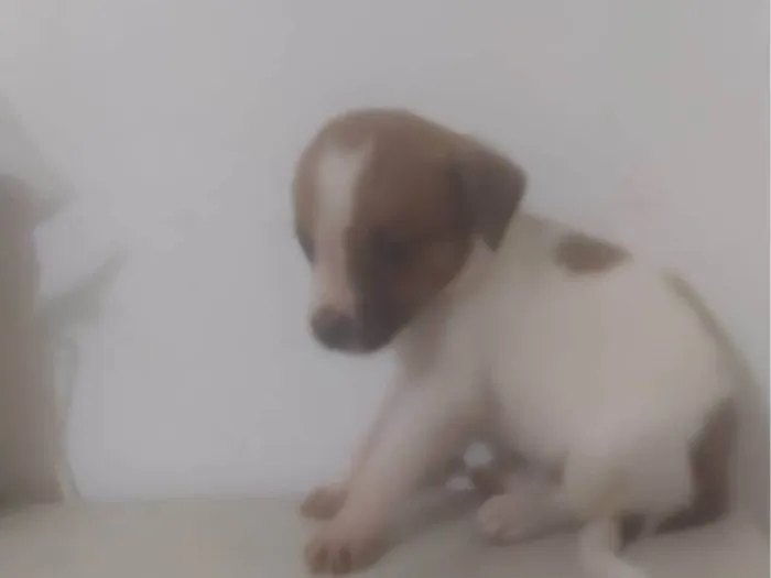 Cachorro ra a ND idade Abaixo de 2 meses nome Bebê 2