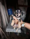 Menina 