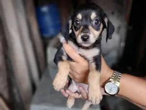 Cachorro raça SRD-ViraLata idade 2 a 6 meses nome Menina 