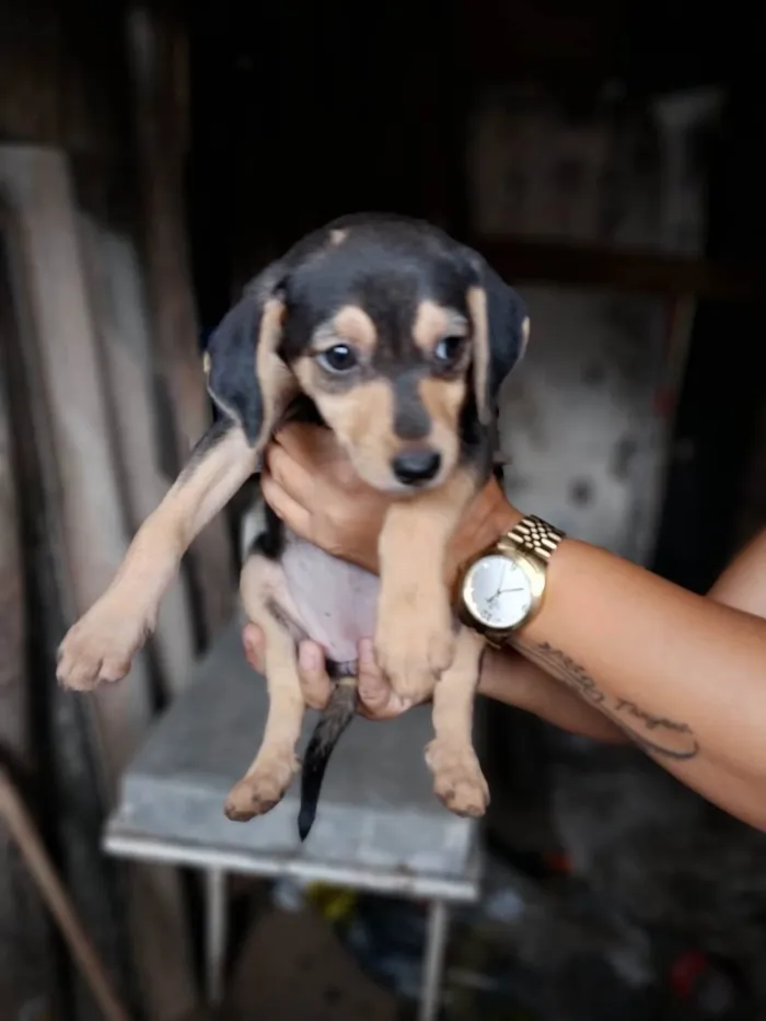 Cachorro ra a SRD-ViraLata idade 2 a 6 meses nome Menino 
