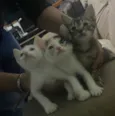 Filhotes fofinhos