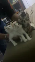 Filhotes fofinhos