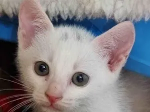 Gato raça SRD-ViraLata idade 2 a 6 meses nome Filhotes 