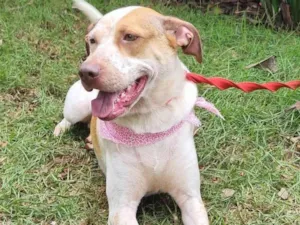 Cachorro raça SRD-ViraLata idade 2 anos nome Mel